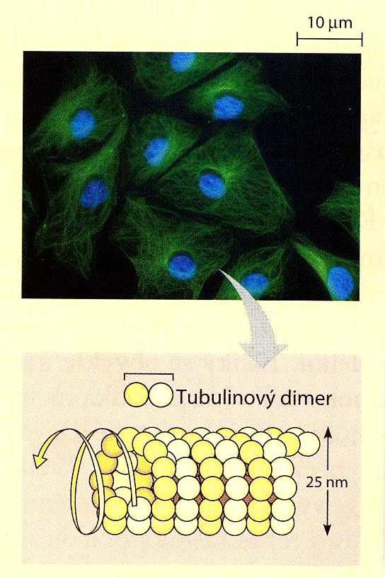 součást cytoskeletu všech eukaryotních buněk 1 mikrotubulus = dutý váleček tvořený vlákny tvořené dimery tubulinu (sférický protein) jsou jimi tvořeny různé buněčné výběžky (axony), bičíky, řasinky,