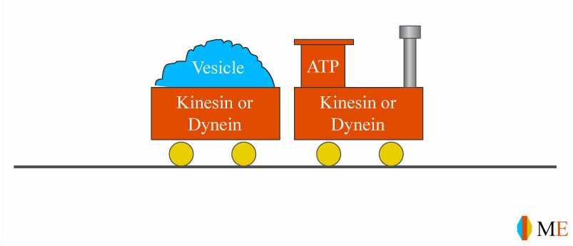 DYNEIN, KINEZIN tyto molekulární motory přenášející organely či jiné částečky cytoplazmou podél mikrotubulů kinezin/dynein se za spotřeby ATP pohybuje po vláknech mikrotubulů jako