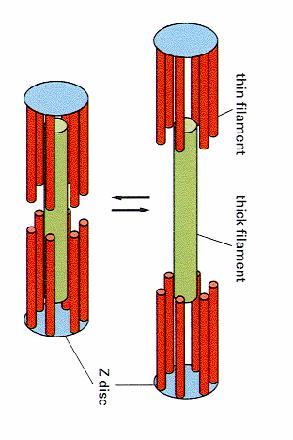 aktin myozin tenké filamentum silné filamentum Z disk Tenká aktinová a silná myozinová vlákna mají