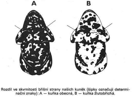 kuňka obecná &