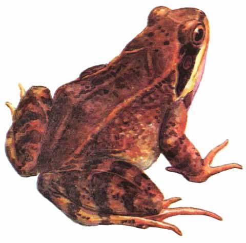 Rana dalmatina