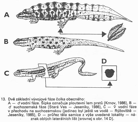 helveticus čolek