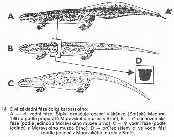 čolek karpatský