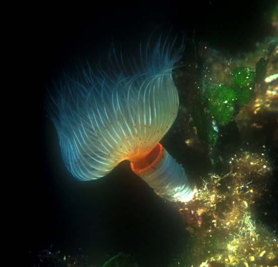 Polychaeta mnohoštětinatí červi - převážně mořští od litorálu po hlubokomořské příkopy - od 1 mm do 3 m - nejprimitivnější z kroužkovců - aktivní predátoři nebo