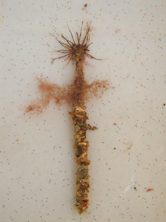 Terebellida Terebellidae Lanice conchilega sand mason 30 cm rourka zapuštěná v