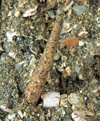 Pectinariidae ice cream-worms Pectinaria korenti (rournatec hřebenitý) délka 5 cm hrudní část s pozměněnou hlavou a prvními třemi články se štětinami