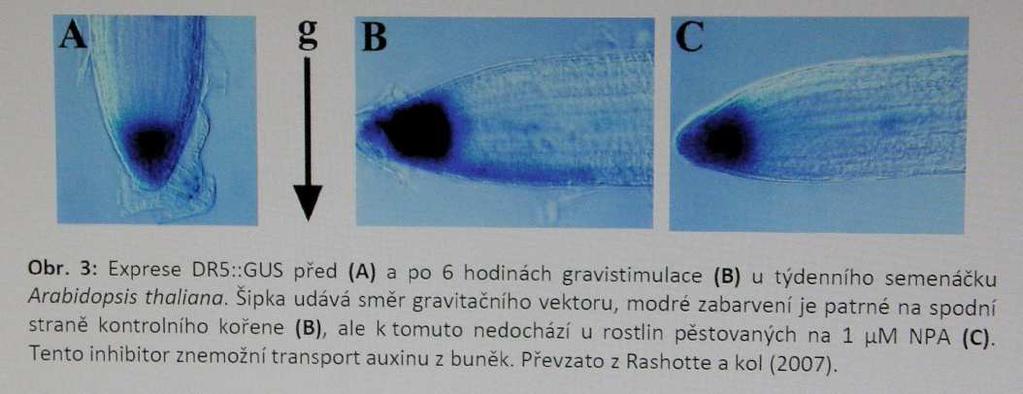 Sledování distribuce auxinu v kořenové špičce transgenní Arabidopsis Modré zbarvení značí distribuci genového konstruktu DR5:: GUS (váže se na auxin IAA).