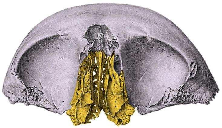 Os ethmoidale processus uncinatus,