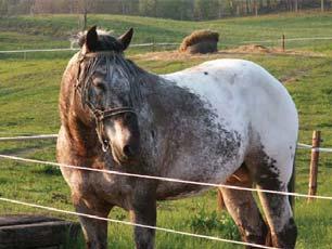 losiny@seznam.cz www.staj-petra.unas.cz Appaloosa Horse Ranch Černá Voda 50 18 29.45 N, 17 8 48.35 E Appaloosa Horse Ranch se specializuje na chov koně plemene Appaloosa.