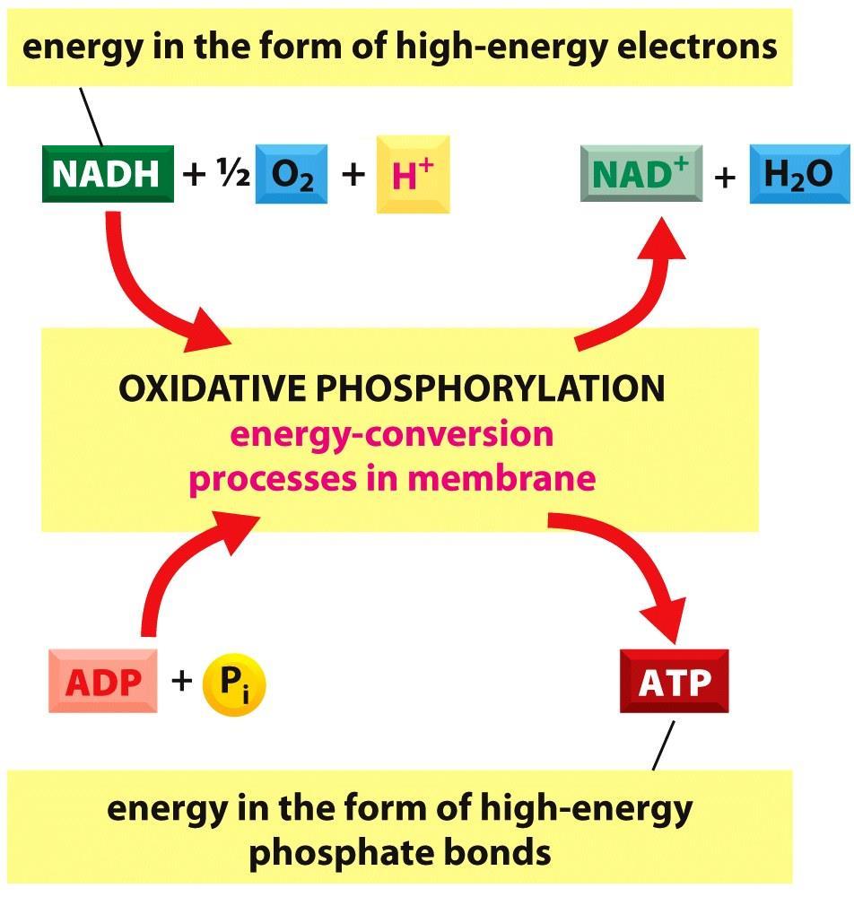 نقش میتوکندری: فسفریالسیون اکسیداتیو بنابراین: انرژی موجود در الکرتون های پرانرژی مولکول NAHD و
