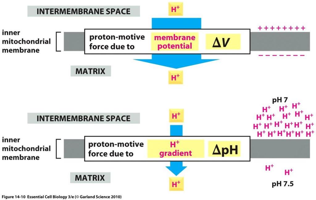 انتقال الکرتون ها در طول زنجیره انتقال الکرتون باعث پمپ پروتون و ایجاد شیب تند الکرتوشیمیایی غشاء داخلی میتوکندری می شود در عرض انرژی حاصل از انتقال الکرتون های پرانرژی منجر پمپ پروتون از به ماتریکس