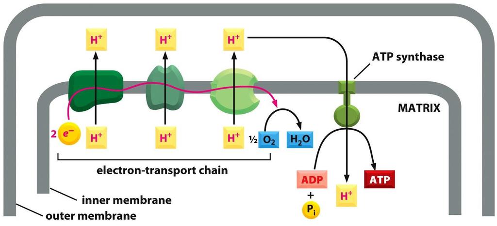 شیب الکرتوشیمیایی پروتون محرک سنتز ATP است آنزیم ATP سنتاز مسیر آب دوستی را در عرض غشاء داخلی میتوکندری ایجاد می کند که اجازه می