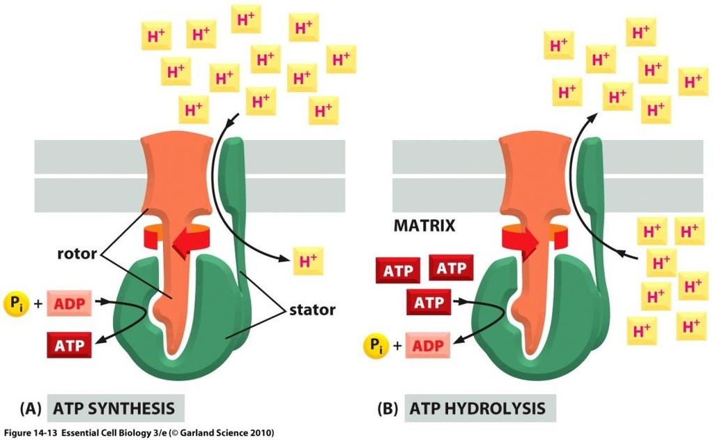 1 -بخش رسی به نام : F1 ATPase : نام به غشایی عرض 2- حامل ساختار و عملکرد آنزیم ATP سنتتاز F0 کانال باریکی برای عبور پروتون ها با در