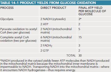 فسفریالسیون اکسیداتیو و میزان ATP انرژی حاصل از اکسیداسیون یک گلوکز: گلیکولیز: 2 ATP گلیکولیز+ فسفریالسیون اکسیداتیو: 30 ATP 2/5 ATP ناشی اکسیداسیون پیروات و حاصل از چرخه کربس ( میتوکندری( NADH