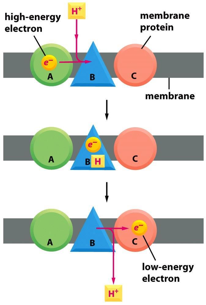 بنابراین: در یک زنجیره انتقال الکرتون وقتی یک الکرتون توسط یک حامل جذب می شود یک پروتون از یک سمت غشاء
