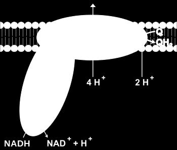 NADH دهیدروژناز: حاملین الکرتون در زنجیره انتقال الکرتون یک فالوپروتئین می