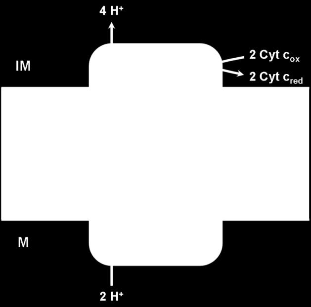NADH تا پروتون را به فضای بین دو غشاء پمپ می کند سیتوکروم : دو دارای b-c1 و b