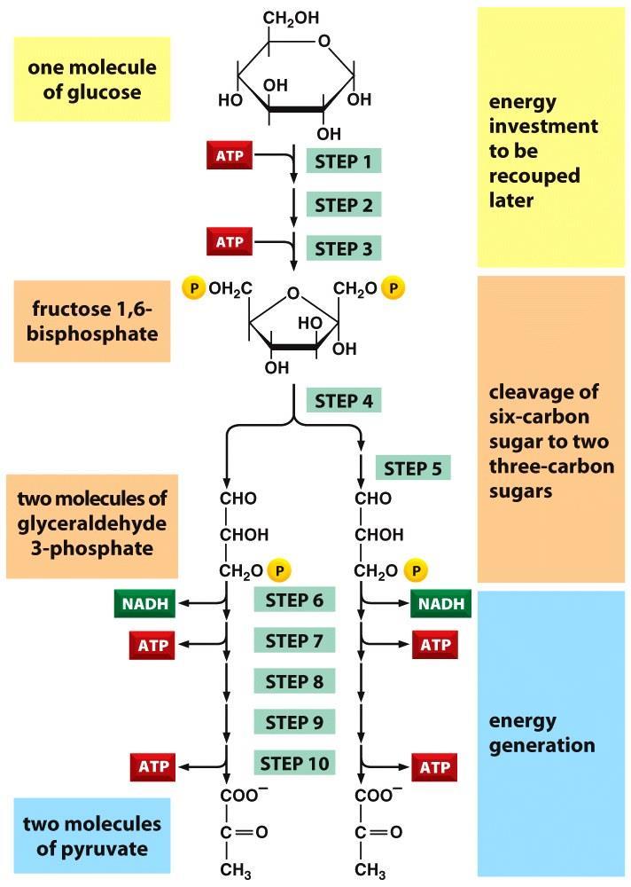 و 2NADH )سیتوزول( )ماتریکس میتوکندری( 2- مرحله دوم کاتابولیسم سلولی: قندها: 2ATP گلیکولیز: تبدیل