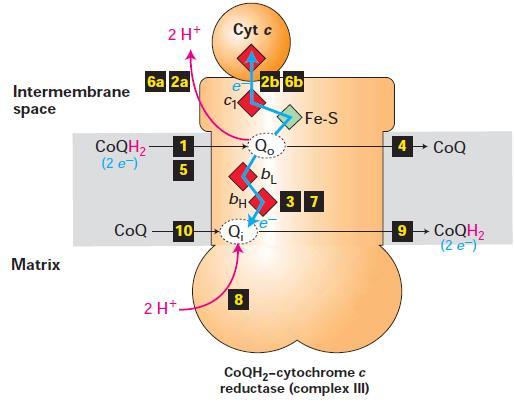 این فرایند با اتصال دومین coqh2 به جایگاه )5( Q0 و آزاد شدن پروتون )6a( و احیاء شدن سیتوکروم c دیگر )6b( و اضافه شدن الکرتون دیگر به -Q متصل به جایگاه )7(