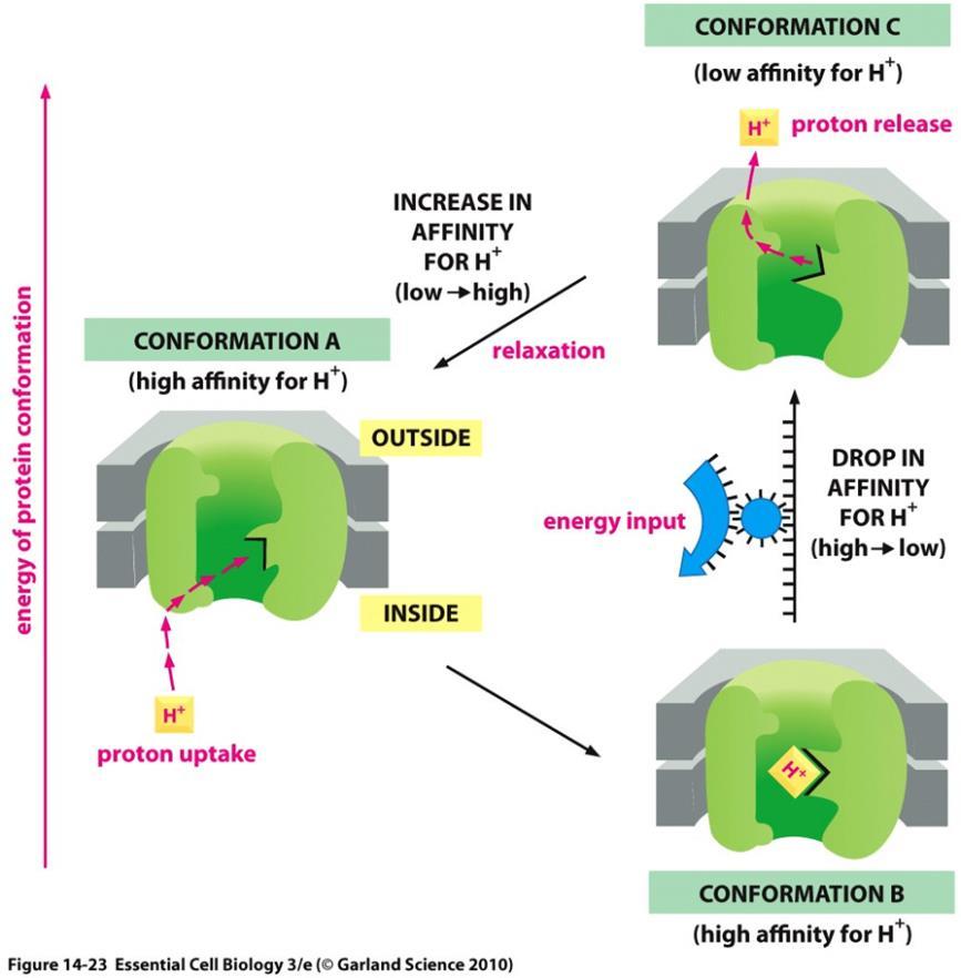 مکانیسم مولکولی انتقال الکرتون و پمپ پروتون توسط NADH دهیدروژناز و سیتوکروم اکسیداز تغییر شکل فضایی در این کمپلکس ها باعث پمپ پروتون می شود در کنفورماسیون A و B پروتئین دارای متایل باال برای H است که