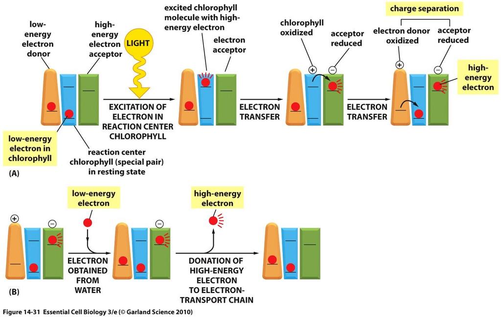 یک الکرتون در جفت خاص کلروفیل توسط انرژی نورانی انرژی دار می شود الکرتون های تحریک شده به پذیرنده اکرتون در مرکز واکنش انتقال می یابد مولکول کلروفیل اکسید شده حاوی بار مثبت به رسعت الکرتون کم انرژی