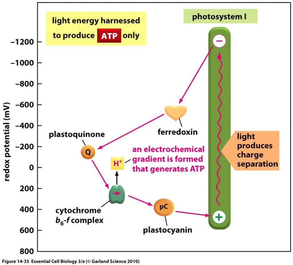 فوتوفسفریالسیون چرخه ای ساخت ATP بدون ساخت NADPH توسط کلروپالست الکرتون های پرانرژی تولید شده توسط فعال شدن نوری فتوسستم I به جای انتقال به NADP+ به مجموعه سیتوکروم B6-f باز گردد نتیجه نهایی: تبدیل