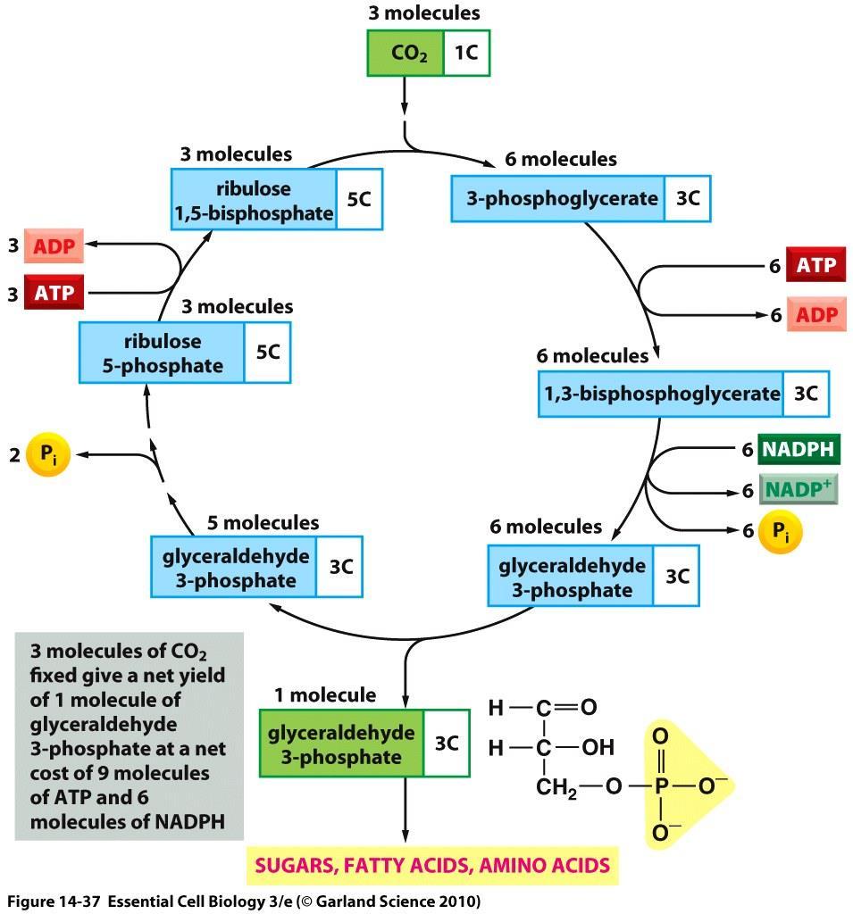 تثبیت کربن: با استفاده از ATP و CO2 NADPH به قند تبدیل می شود در چرخه تثبیت کربن یا چرخه کلوین: CO2 با قند پنج کربنه ریبولوز 1 و 5 بیس فسفات ترکیب می شود توسط آنزیم