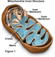 اجزاء ساختاری میتوکندری -2 1- غشاء خارجی: حاوی پرین )کانال های آبی( می باشد که به مولکولهای با وزن 5000 دالتون یا کمرت نفوذ پذیر است. فضای بین غشایی: فضای بین غشایی از نظر شیمیایی مشابه سیتوزول است.