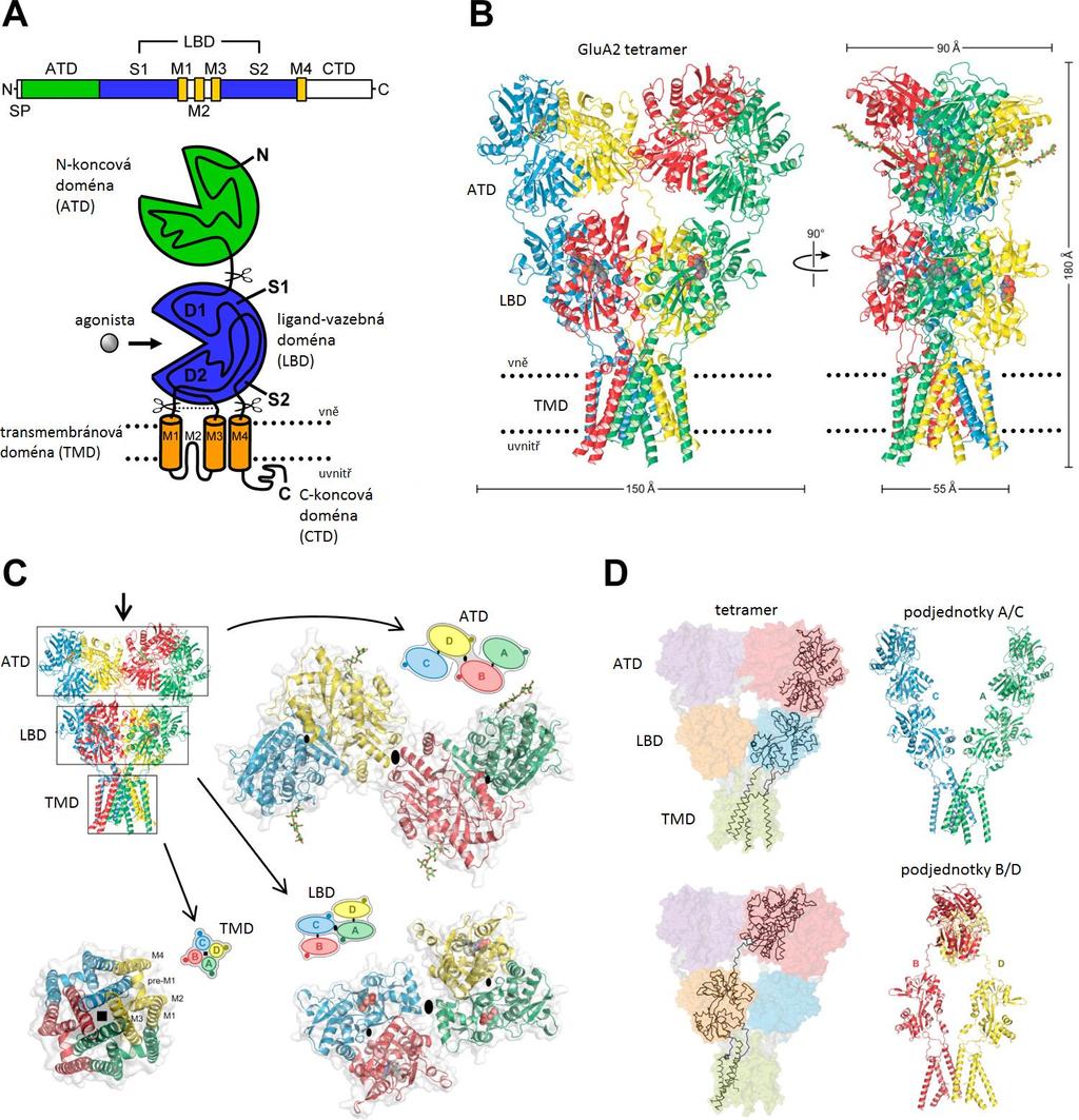 2.2 Architektura a symetrie Obrázek 1. Struktura a organizace glutamátových receptorů. A: Schematické uspořádání polypeptidového řetězce jedné podjednotky.