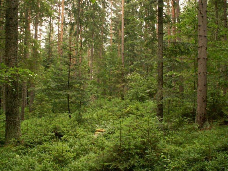 1. Je trvalý existuje v každom okamžiku, na každej ploche v rôznych vývojových štádiách 2.