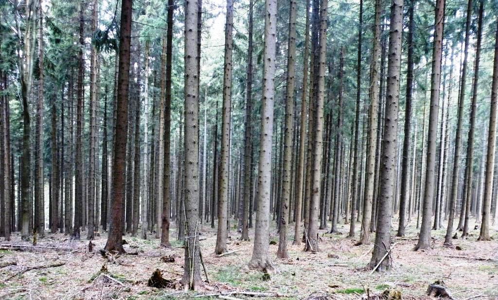 CIEĽ Zmiešaný, hrúbkovo a výškovo diferencovaný prirodzený les Obhospodarovanie dospievajúcej kmeňoviny v súčasnosti Rovnoveké porasty s horizontálnym zápojom s viac ako 90 % zastúpením smreka