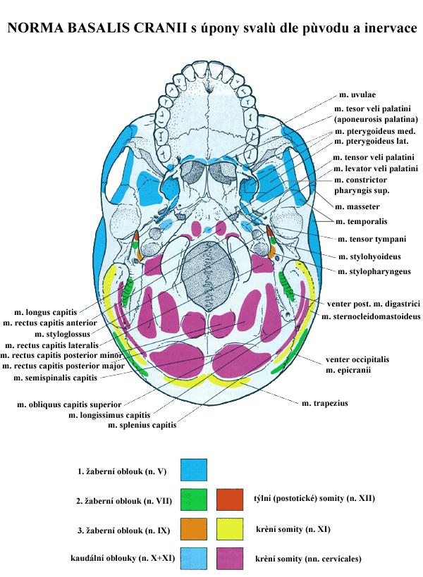 fascia spermatica int.