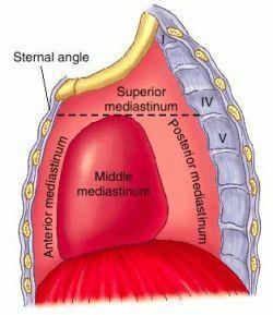 - je přemostěno vazy ligg. sternopericardiaca - parasterálně probíhají vasa thoracica interna, podél nich jsou uloženy nll.