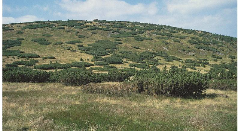 Kapitola 3: Zájmové území Obrázek 28: Subalpínský stupeň (Štursa, 1999) Nalézá se zde velkoplošná mozaika rozsáhlých klečových porostů, přirozených i druhotných smilkových luk a severských rašelinišť.