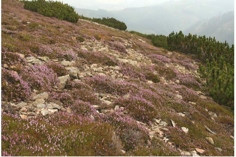 cz, 21) Na stupeň subalpínský navazuje plynule stupeň alpínský v polohách mezi 1 45 až 1 62 m n. m. (,7 % z celkové rozlohy Krkonoš), který je zároveň zájmovým územím práce.