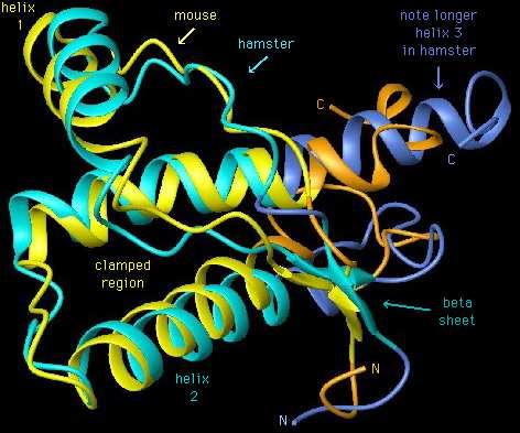 2D 13 C- 13 C korelace Prionové proteiny Meier B.H.