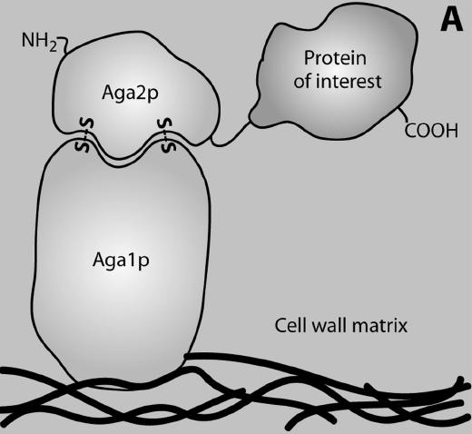 aglutinin Yeast surface display - His-His-His-His-His-His (chelatuje Ni, Cu, Co kovy)