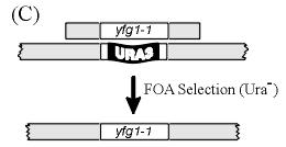 křížit s funkčně podobnými geny-mutantami a hledat jejich funkční vztahy (synthetic lethal x epistatic) 1. krok 2.