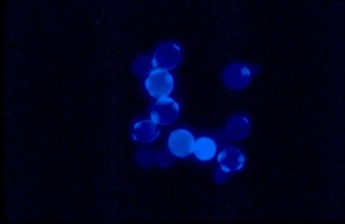 analýza) Lze transformovat DNA (plasmidy i linearní) Centromerické a multicopy plasmidy Vysoká frekvence homologní rekombinace (lineární DNA) Lze připravovat deleční a mutantní kmeny Vydrží v >15%