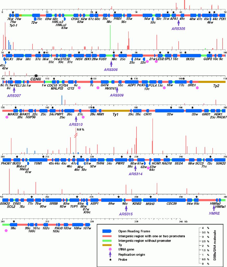 Chromosom III (nejmenší) CEN, ARS, TEL, Ty1-5 obsahuje MAT lokus Nomenklatura pro S.c.: YCRXXw: Y=yeast C= 3.