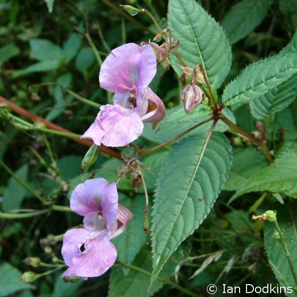 netýkavka žláznatá Impatiens glandulifera