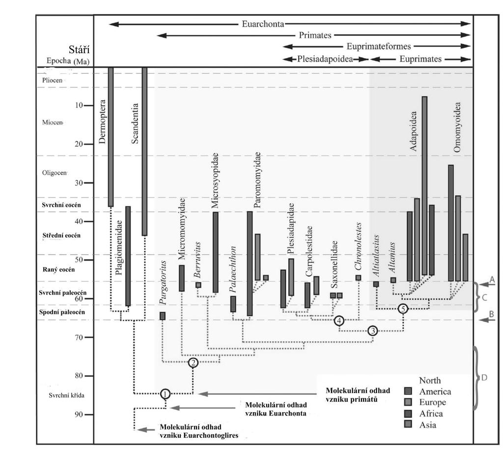 Současný pohled na evoluci primátů Morfologie, paleovědy a