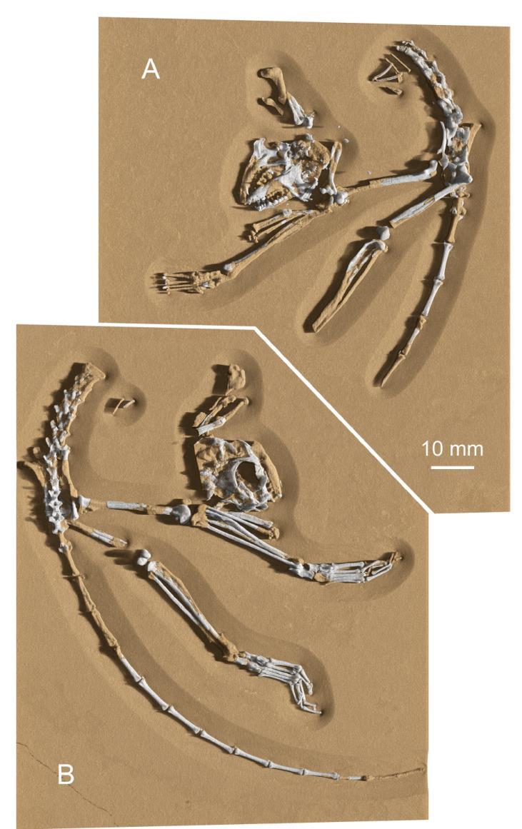 Archicebus achilles -