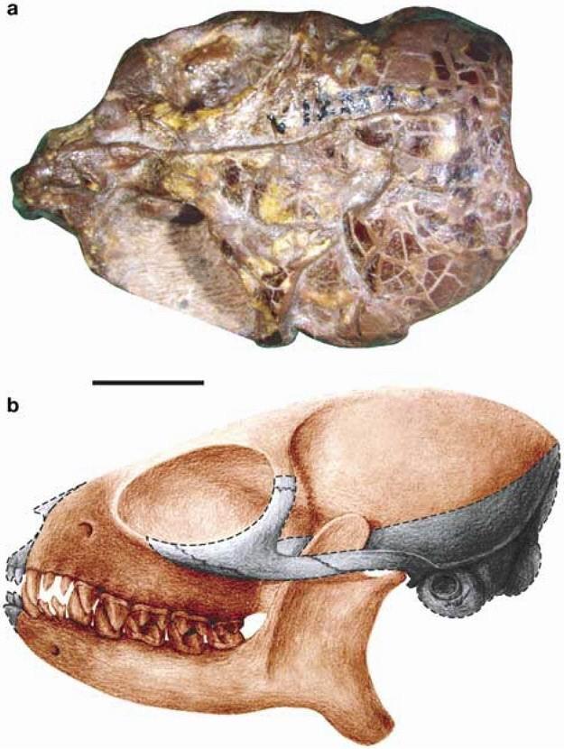 Theilhardina