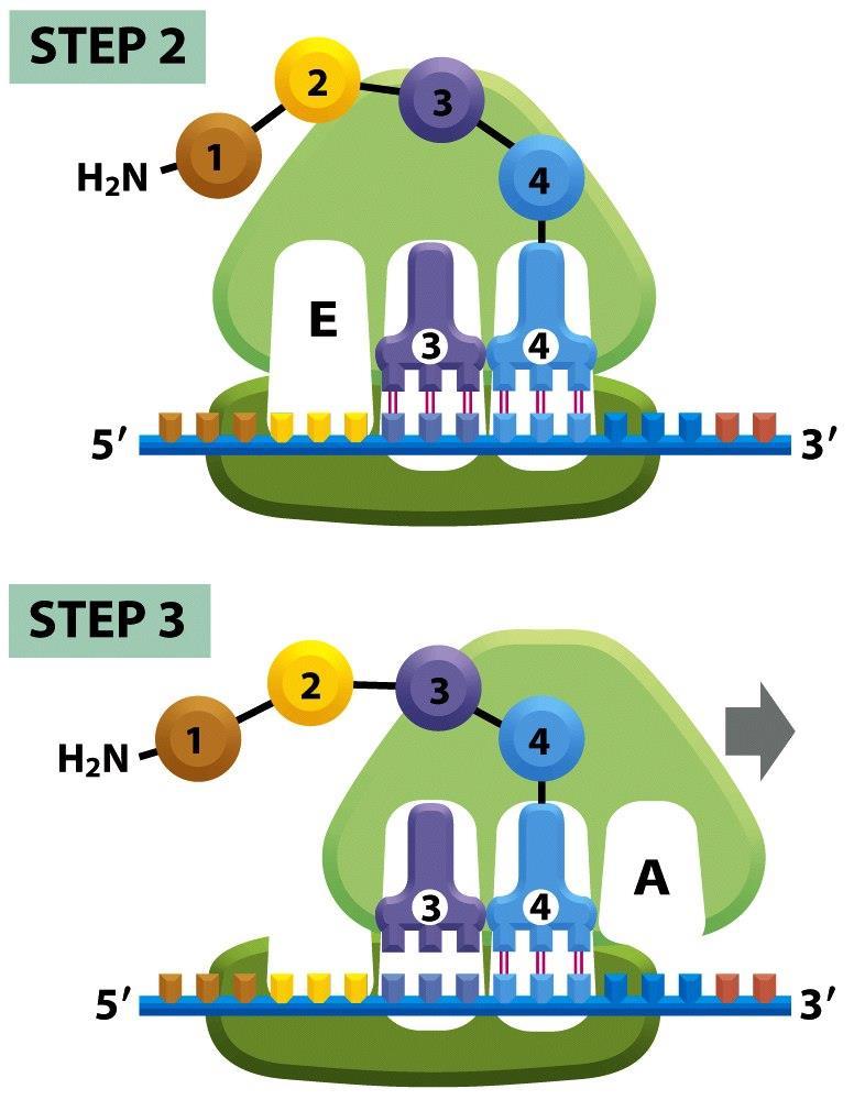 Figure 6-66 (part 2 of 4) Molecular