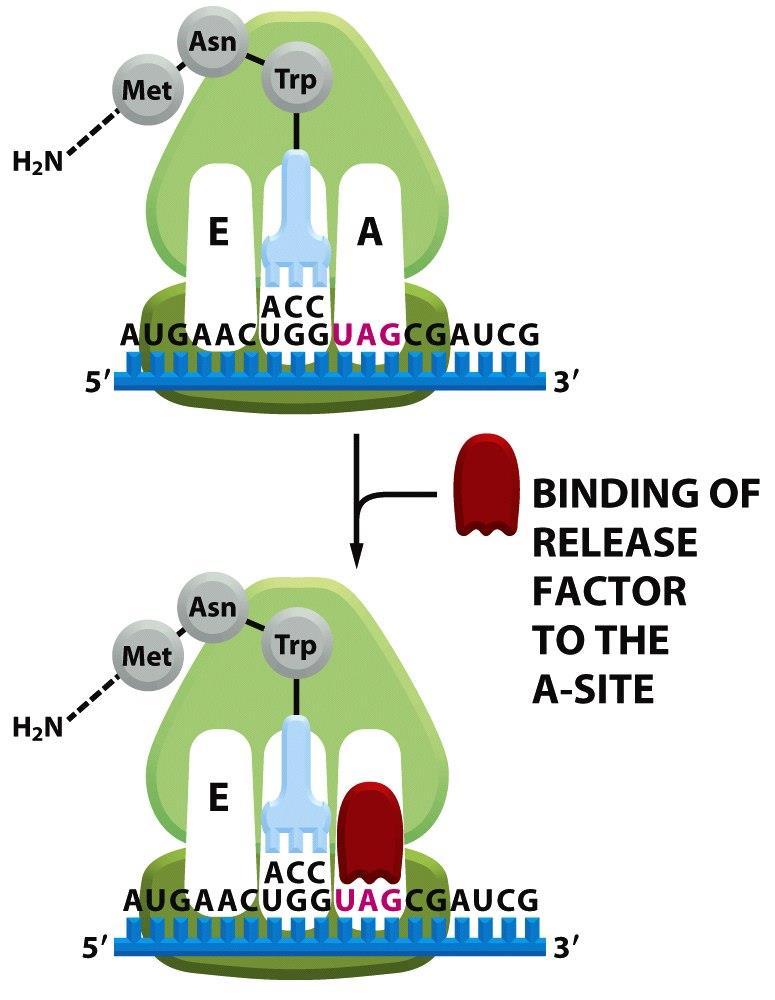 Figure 6-74 (part 1 of 3) Molecular Biology