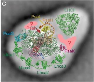 (2005) Biochemistry Pro identifikaci