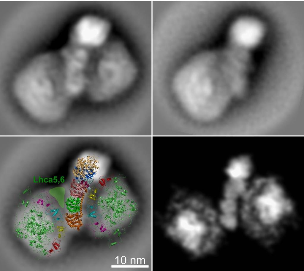 Strukturní analýza PSI-NDH superkomplexu Pomocí TEM odhaleny dvě formy PSI-NDH superkomplexu X-ray data: Baradaran et