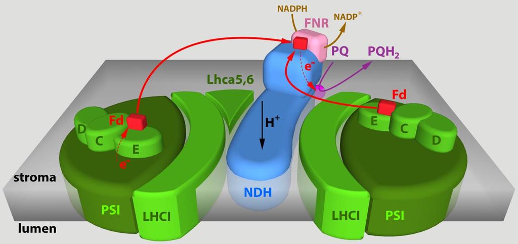 Strukturní model pomáhá pochopit funkci PSI-NDH superkomplexu ve fotosyntetickém elektronovém transportu