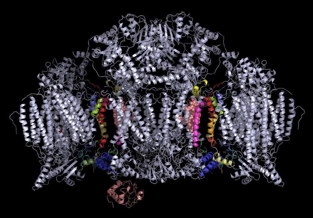 of COX1, 2, 4, 7, 8 cyt c binding pocket hinge protein cyt c attached to cyt c